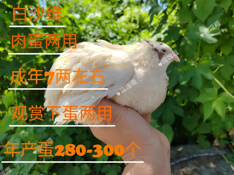 巨型鹌鹑种蛋白沙维黄沙维熊猫法巨非洲黑可孵化受精蛋鹌鹑种蛋