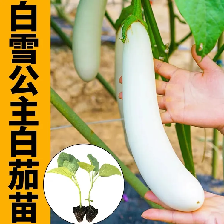 白茄子种苗菜苗幼苗南方蔬菜长茄四季秧大全秧苗春季茄苗z