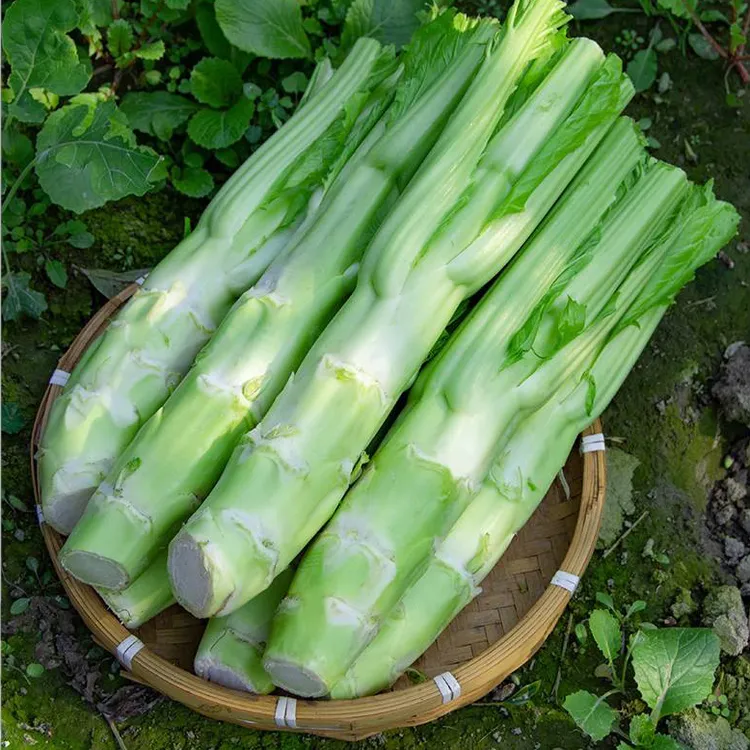 四川棒棒菜 新鲜菜头菜苔 菜脑壳 菜老壳儿 青菜头3斤5斤8斤