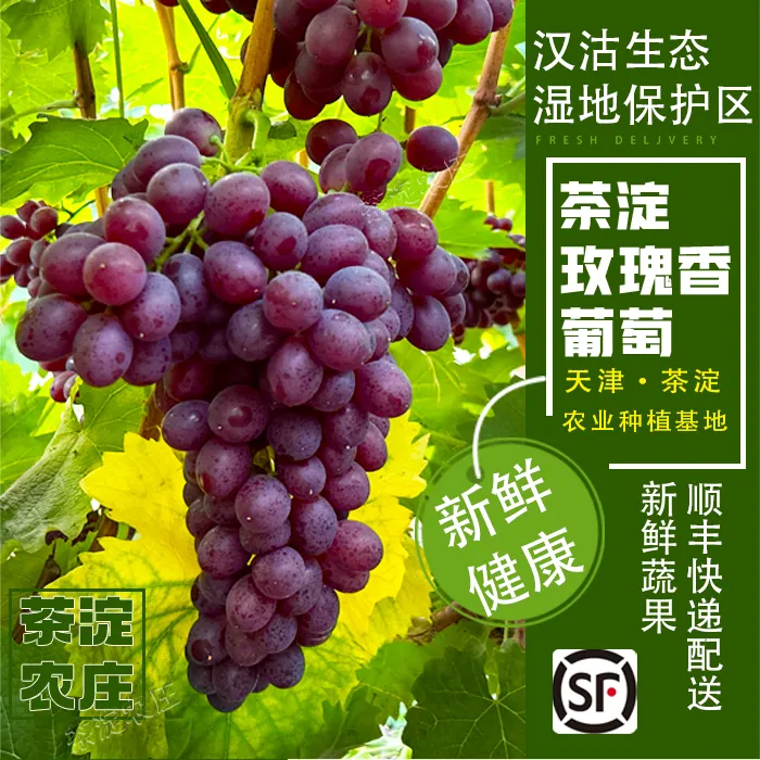 天津汉沽茶淀玫瑰香葡萄新鲜水果优质正宗肉厚饱满多汁4斤顺丰