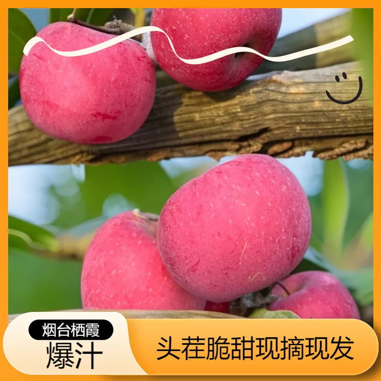正宗山东烟台红富士苹果新鲜水果当季现摘现发头茬苹果脆甜/8.5斤