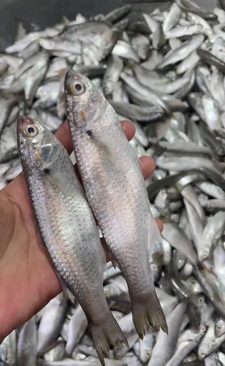 汕尾本港浅海白鱼 青玄鱼 显鱼 一焖就出油