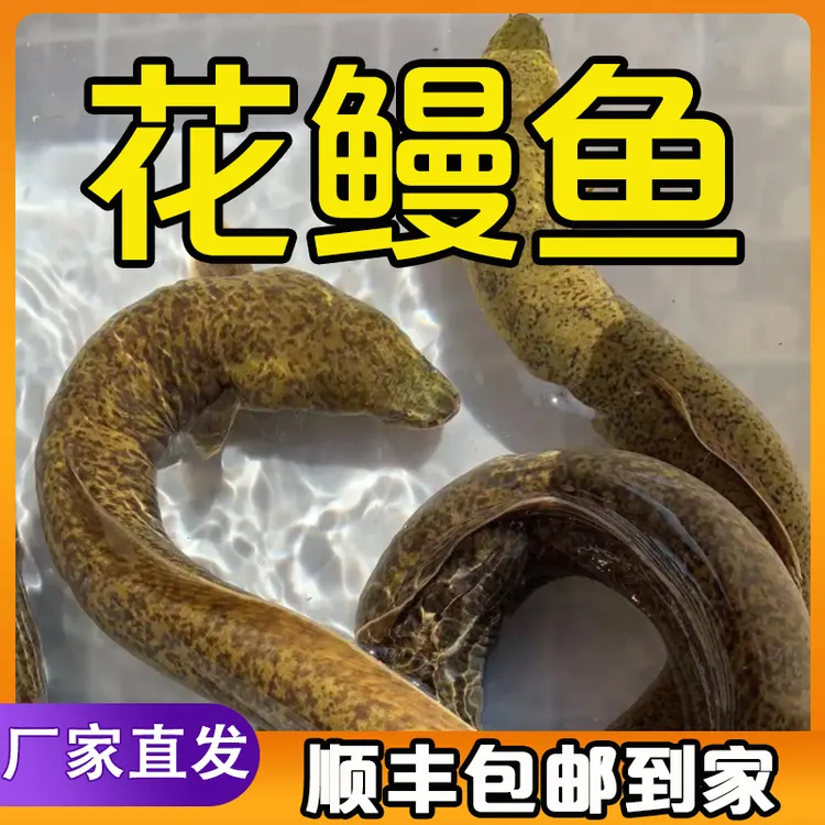 花鳗鱼  金丝花鳗鱼  淡水养殖 白鳗鱼 河鳗 美鳗 日鳗 