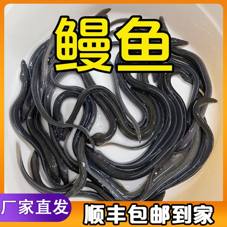 鳗鱼 大规格 白鳗 花鳗鱼 欧鳗美洲鳗 白鳝鱼 河鳗 日鳗 淡水养殖