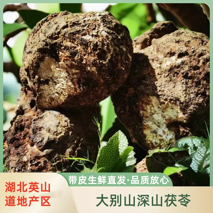 出口品质大别山整个新鲜茯苓煲汤煮水产地直销【3斤送1.5斤】