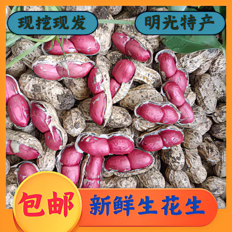 【包邮1-5斤】新鲜湿特色花生颗粒饱满白红皮挑选现挖现发纯手工