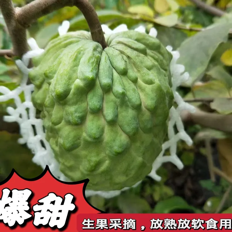 广西释迦果产地直发3/5斤现摘现发