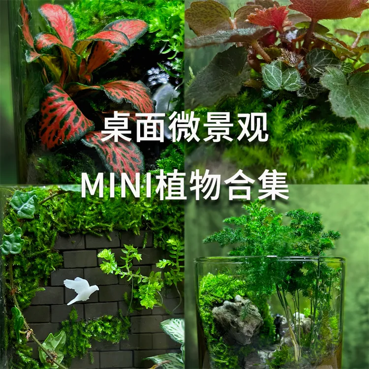 微景观假山上水石造景植物雨林缸迷你姬虎耳草薜荔菖蒲网纹狼尾蕨