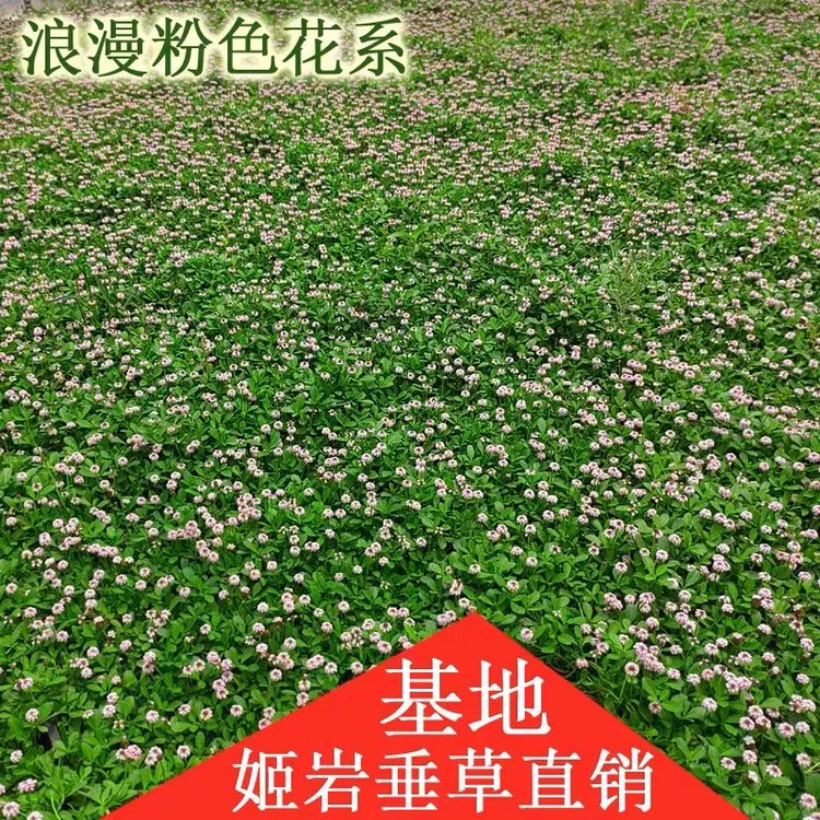 姬岩垂草苗耐热耐踩踏地被植物四季开花草坪庭院绿化耐寒爬藤绿植