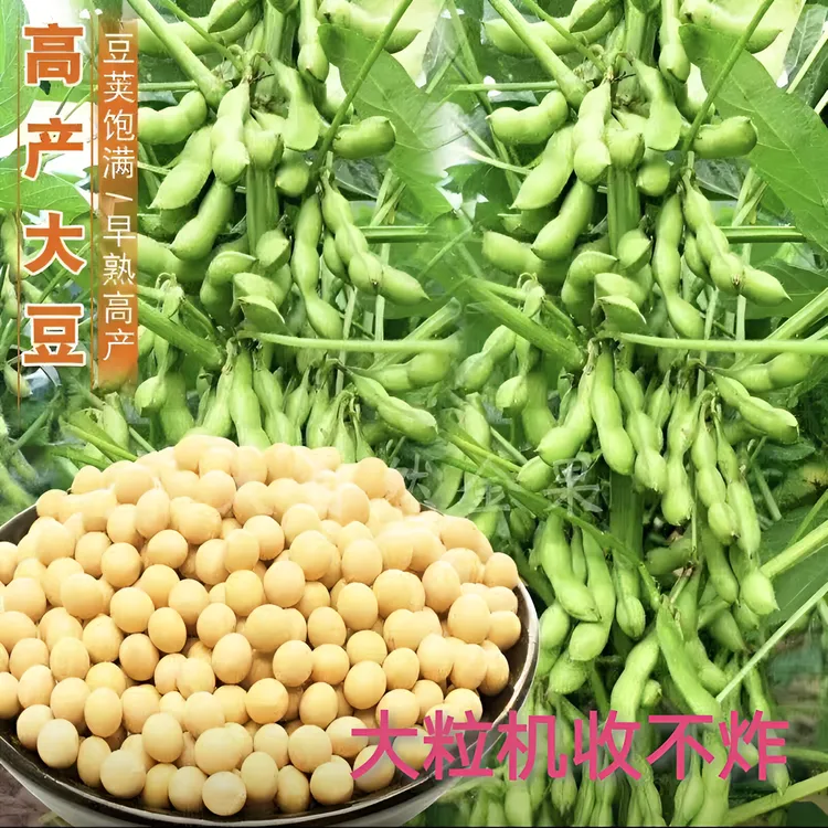 富硒改良大豆种子7051高产耐旱6斤种1亩一1.5亩地7051大豆种花生