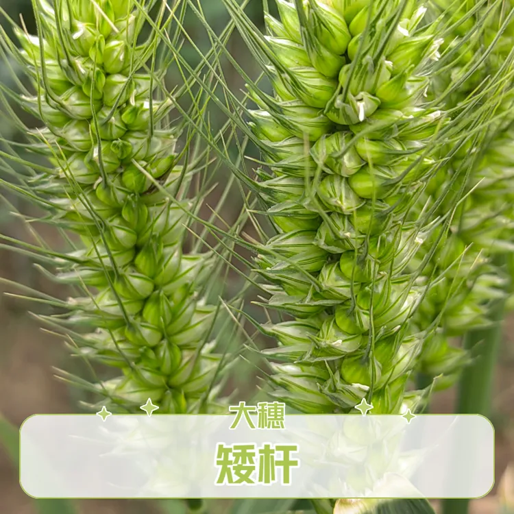 大穗型高产小麦有孚5号高产小麦种子