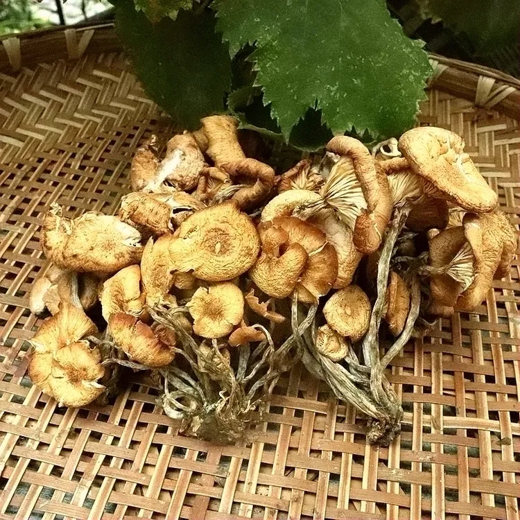 四川青川野生青杠菌非茶树菇香味浓郁包邮煲汤鲜美美味肥厚土特产