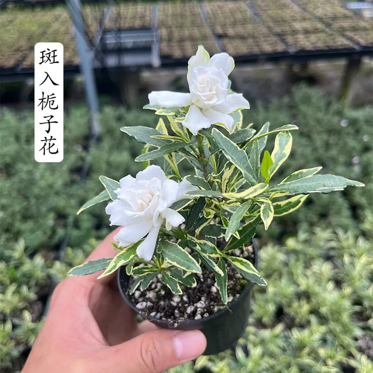 带花苞浓香型斑入栀子花盆景花叶栀子花迷你微型盆栽植物阳台清香