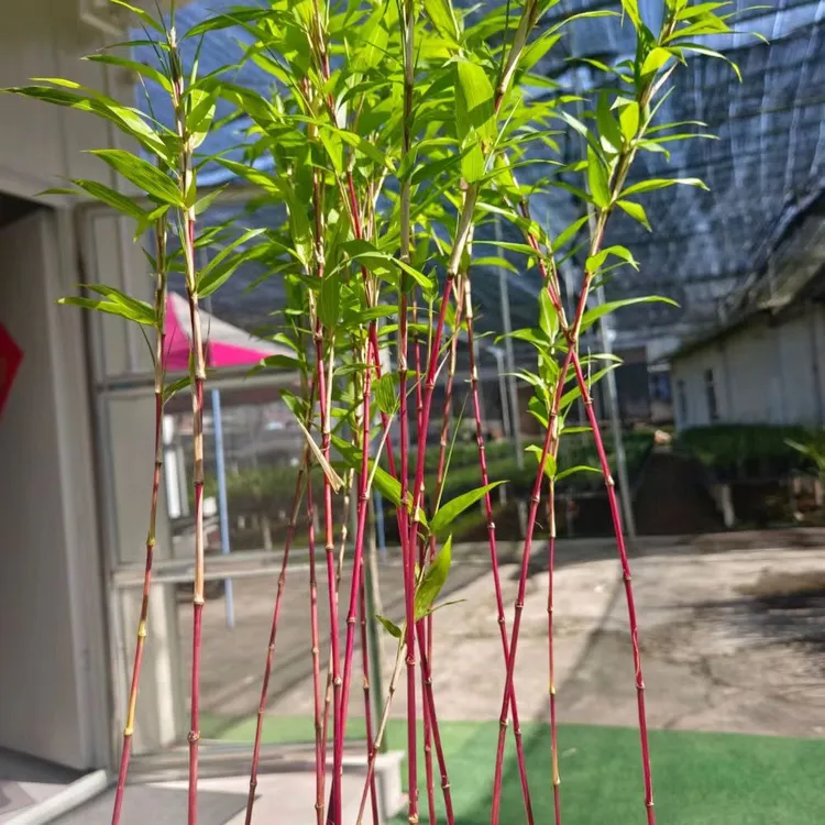 高档朱竹红寒竹盆栽庭院造景紫寒竹苗美观高雅绿植竹子盆栽血红