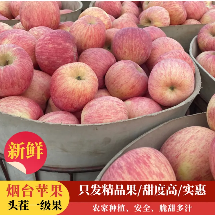 晚下树2025年烟台红富士苹果纯山地农家种植脆甜多汁 新鲜现摘