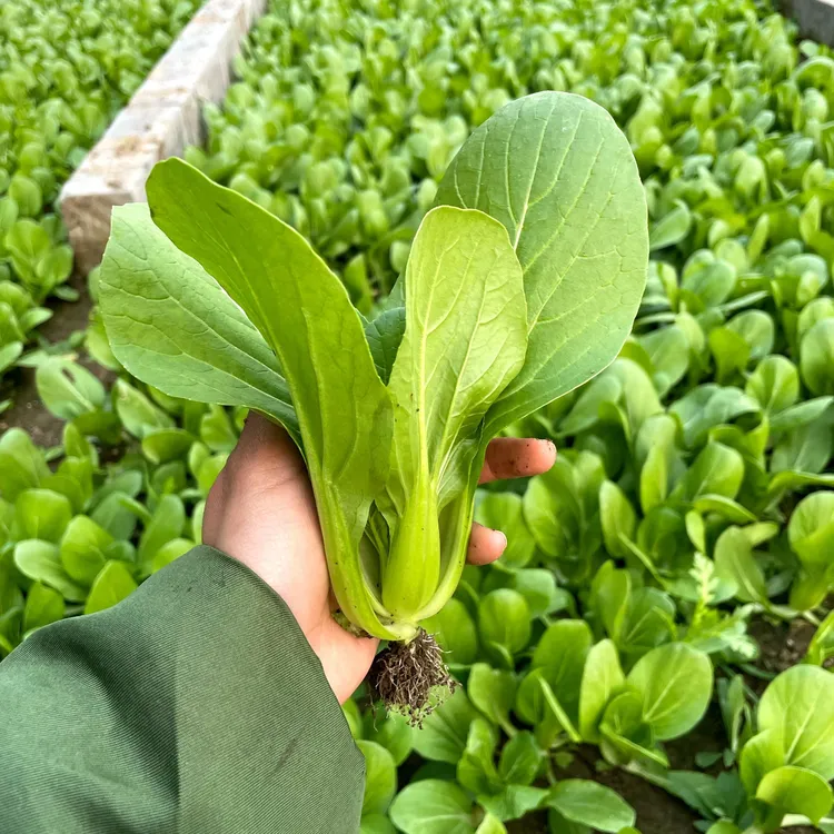 《小油菜》现把先发 到手新鲜