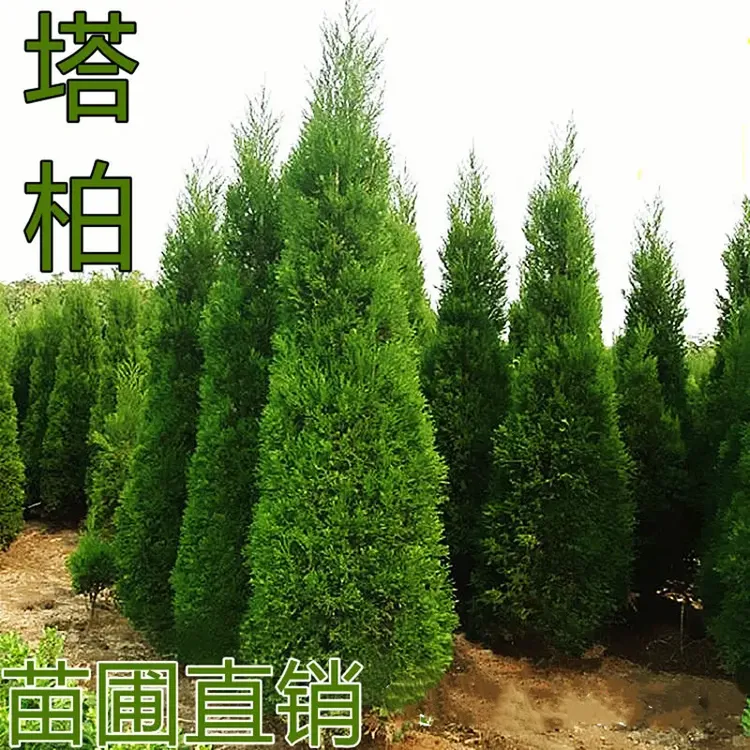 塔柏树苗柏苗松柏树苗扫墓墓地松树苗柏树苗四季青工程绿化苗