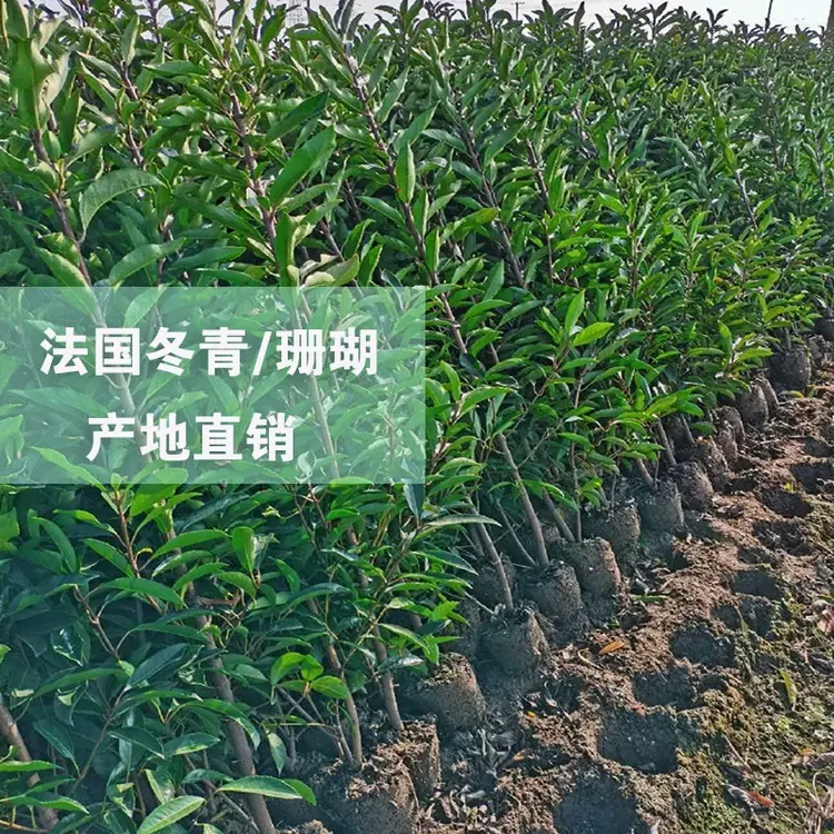 法国冬青苗法青树苗珊瑚苗庭院围栏篱笆常绿直立冬青北海道篱笆苗