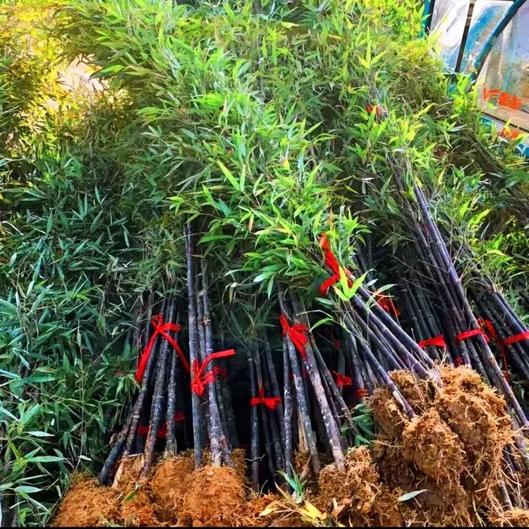 名贵矮化紫竹苗庭院观赏四季常青耐寒竹子盆栽
