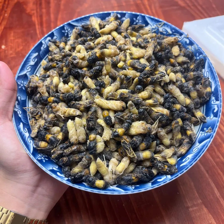 新鲜树蜂黄脚蜂蛹冰冻混合装马蜂蛹蜂蛹直播蜂蛹新鲜马蜂蜂蛹