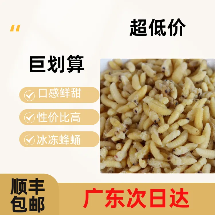 鲜活黄脚树蜂冰冻蜂蛹七里葫芦蜂