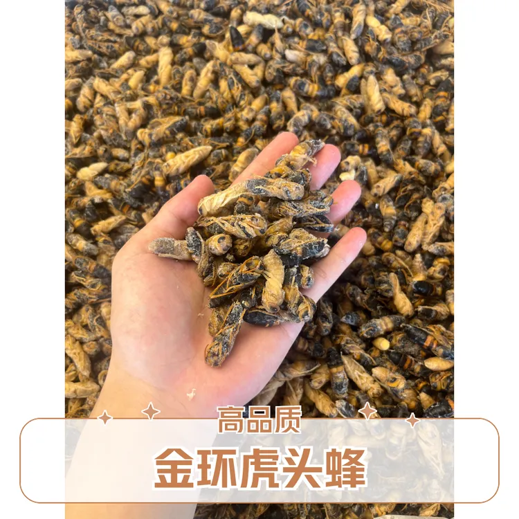 鲜活金环虎头蜂四级冰冻蜂蛹马蜂窝高营养高蛋白野生【混合装】