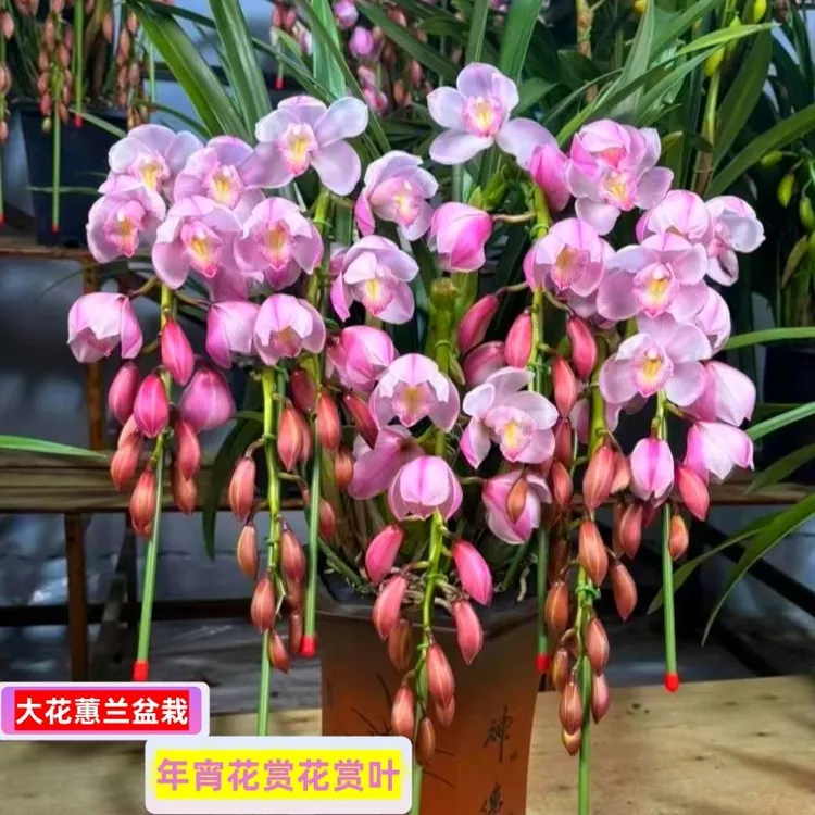 年宵花大花蕙兰拱兰鲜花盆栽带花苞客厅办公室四季好养春节耐寒