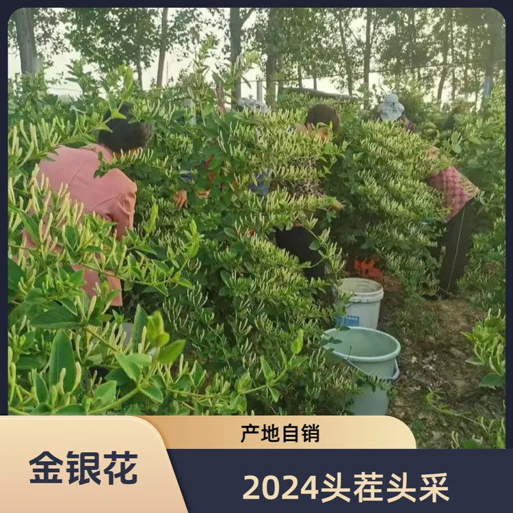 【罐装】精选带绒毛金银花茶安徽产地直销初级正宗泡水宝宝洗澡批发