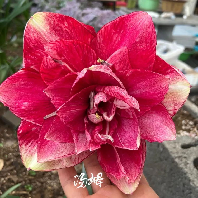 《汤姆》朱顶红巨花品种，准开花大球，保湿护根发货，25/cm一物一拍