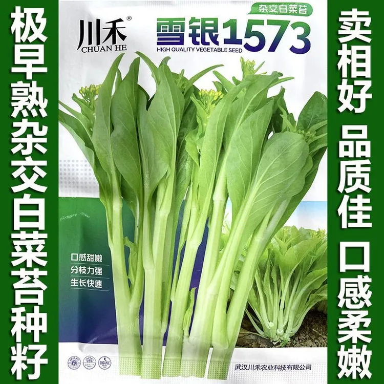雪银1573早熟白菜苔种孑菜心莱苔菜薹甜脆春夏秋冬四季蔬菜种子籽