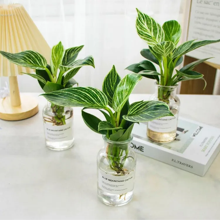 【瑾色】铂金钻水培植物室内客厅卧室好养易活网红懒人花卉盆栽绿植