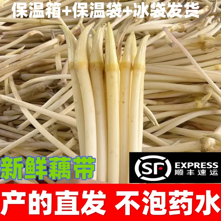 【顺丰包邮】湖北特产新鲜藕带藕尖当季时令蔬菜现挖现发精品笔尖