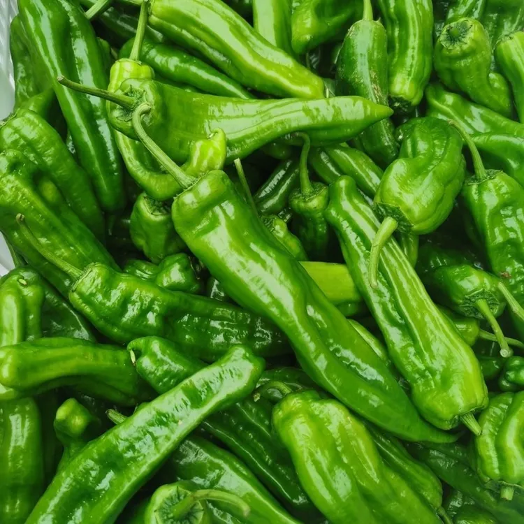 【顺丰包邮】湖北农家自种新鲜青椒辣采当天摘薄皮青椒虎皮青椒