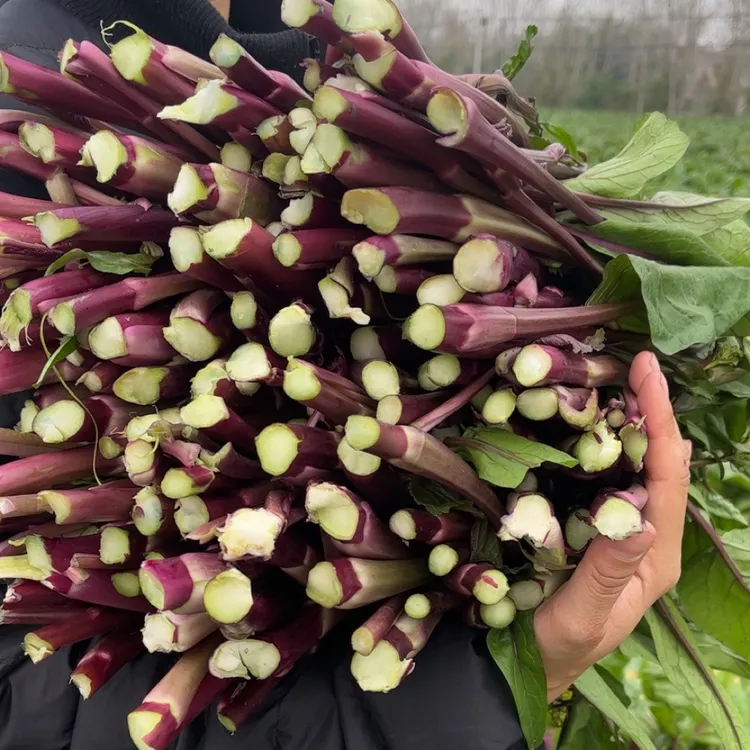 顺丰包邮新鲜红菜苔234斤新鲜嫩苔菜薹菜心时令蔬菜湖北农家自种