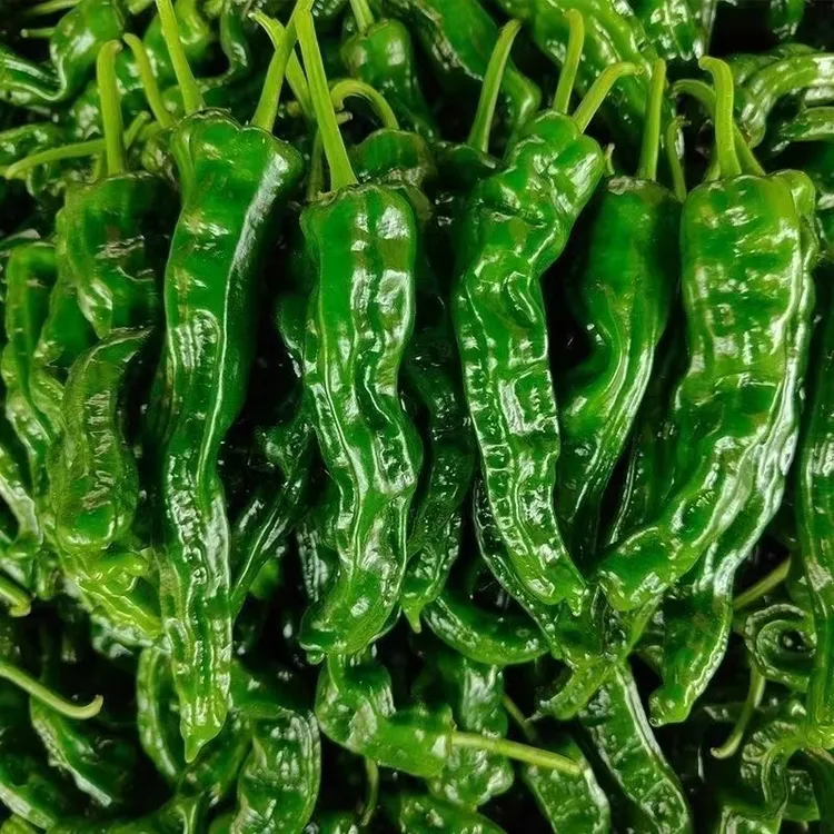 皱皮辣椒新鲜特辣小皱皮超辣薄皮青椒本地土辣椒应季蔬菜现采现发