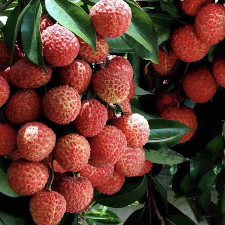 直播间一物一拍,各种果树苗木