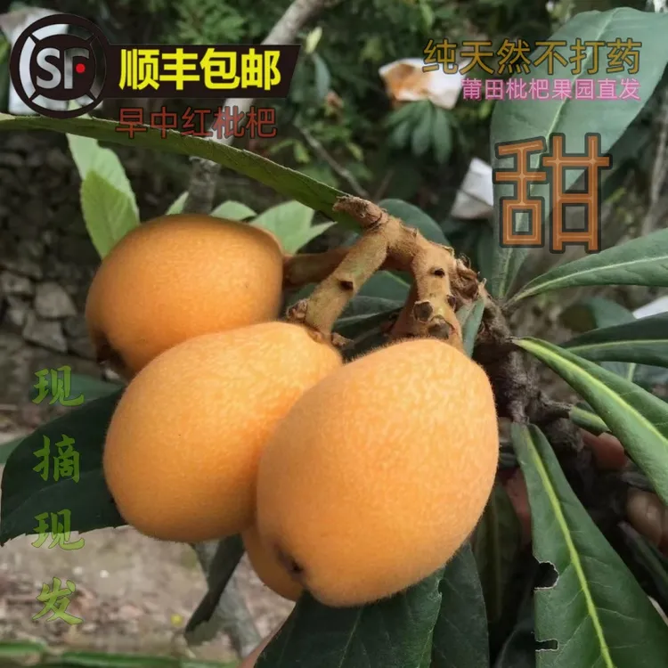 顺丰包邮莆田早中红枇杷鲜甜不打药新鲜采摘现发琵琶果5斤大礼盒