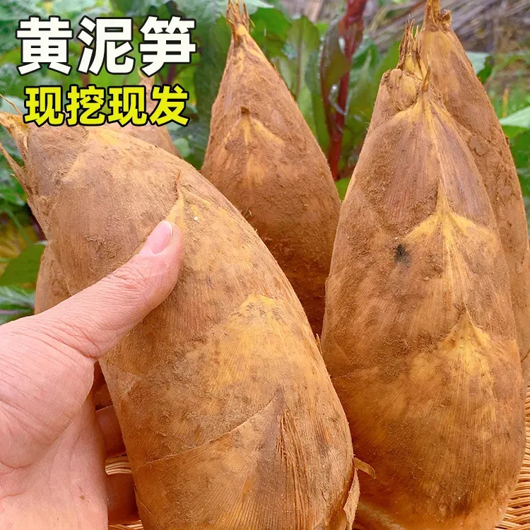 【江西冬笋】野生新鲜现挖冬笋竹笋江西冬笋去根农产品蔬菜1-5斤