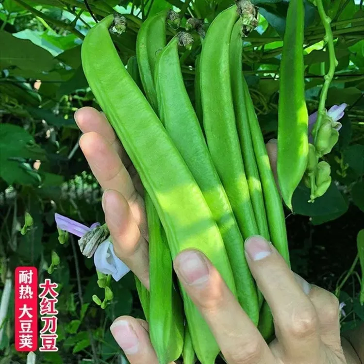 新鲜刀豆精选嫩刀豆3/5斤江西农家种植 时令蔬菜肉厚每天现摘