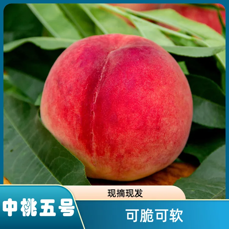 水蜜桃原生态天然生长脆甜多汁现摘现发