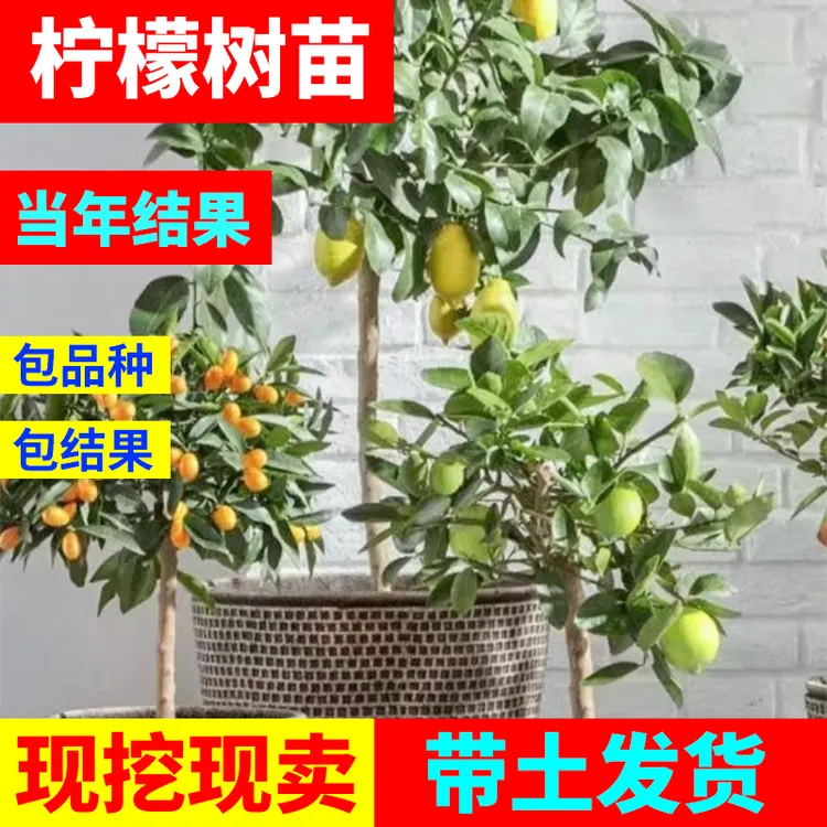 卡质四季香水柠檬树苗优力克红肉青柠檬盆栽水果地栽庭院种植植物