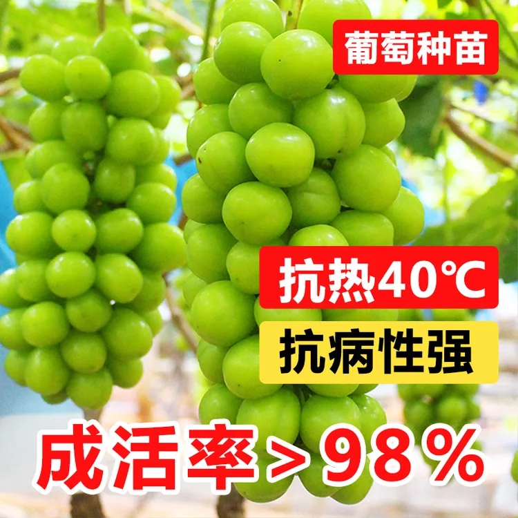 卡质香印晴王葡萄苗阳光玫瑰无核葡萄树苗青提无籽葡萄苗当年结果