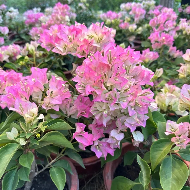 【新疆包邮】绿樱三角梅