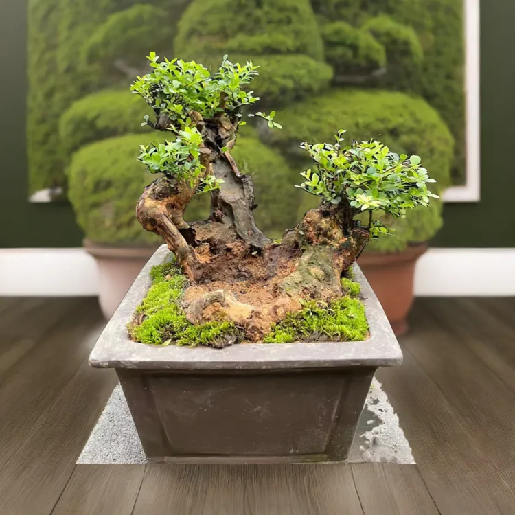 高端盆景盆栽绿植