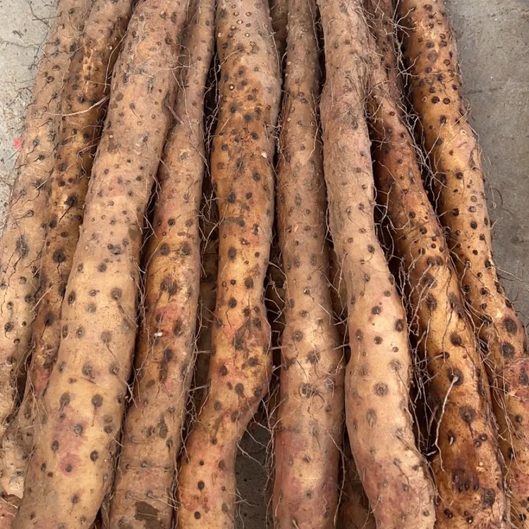 温县垆土铁棍山药净重5斤