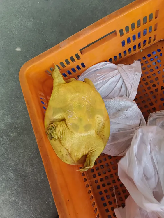 外塘发货生态甲鱼鲜活水鱼，湖泊放养老甲鱼食用农产品家乡活甲鱼