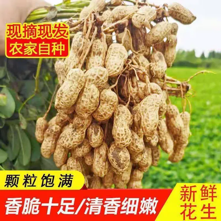 2024现挖现发新鲜花生带壳湿花生农家自种新鲜泥巴湿花生水煮花生