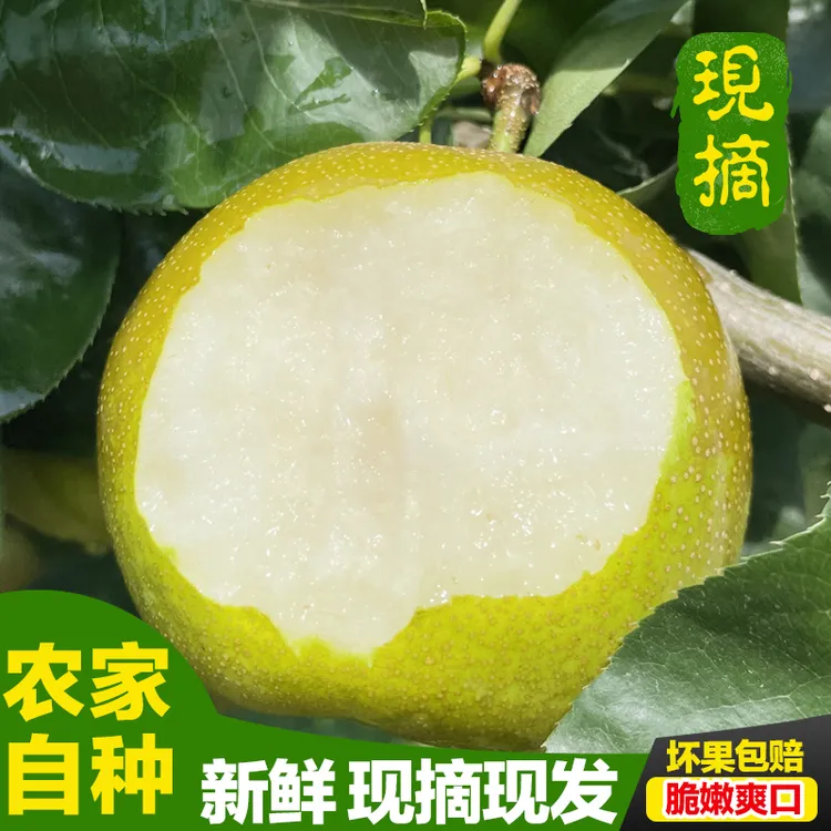 2025年正宗农家自种现摘翠冠梨脆酥甜多汁青皮梨精选大果3/5/9斤