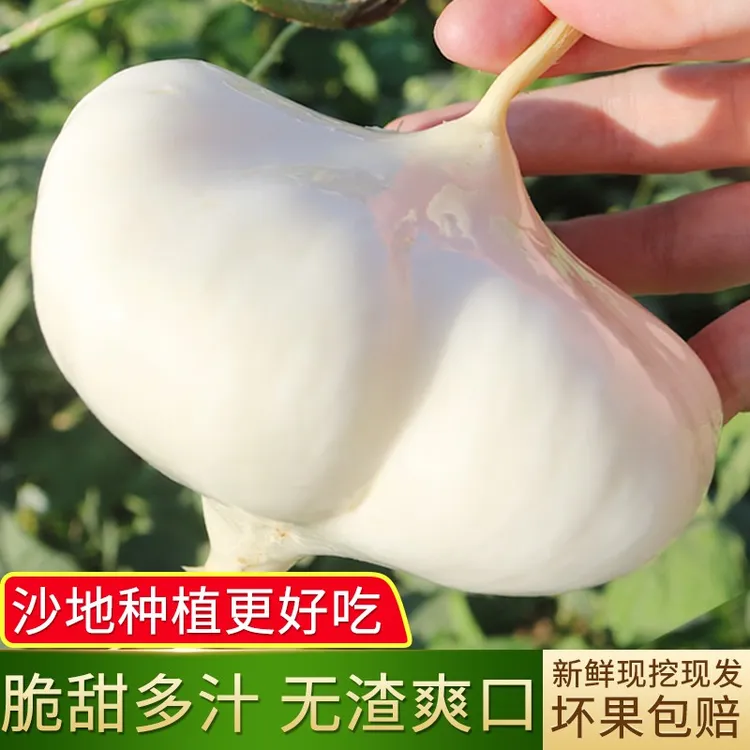 凉薯新鲜现挖白地瓜湖北沙葛土番薯地萝卜农家特产蔬果净重3/5斤