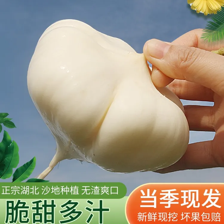 凉薯新鲜现挖白地瓜湖北沙葛土番薯地萝卜农家特产蔬果净重3/5斤